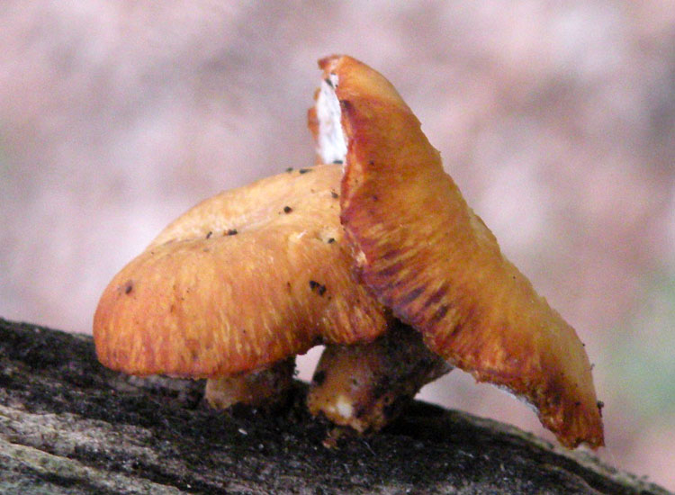 Polyporus varius, penso... (Polyporus varius)